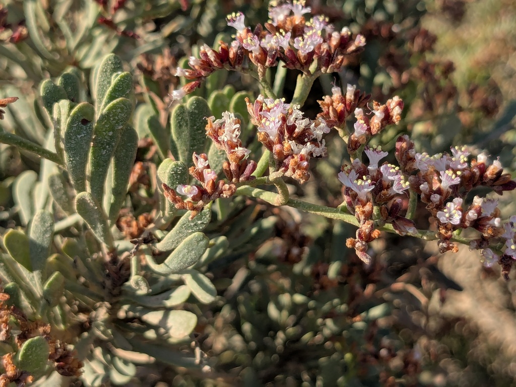 Limonium axillare; photograph (c) Julien Renoult, some rights reserved (CC BY)