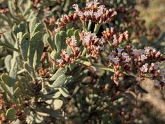 Limonium axillare