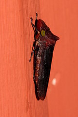 Image of Pseudophera heveli