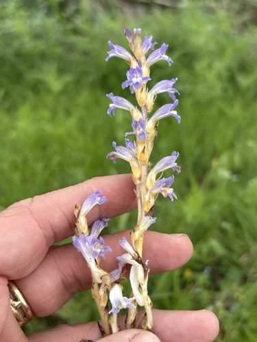 Orobanche ramosa, photograph 5