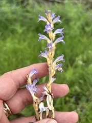 Orobanche ramosa, photograph Sam Kieschnick, CC BY, iNaturalist via GBIF