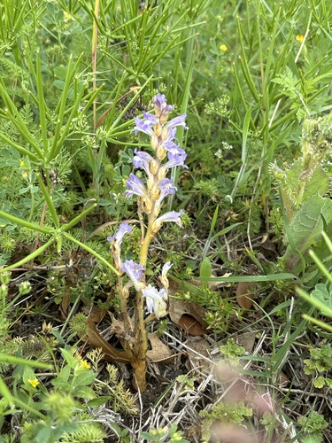 Orobanche ramosa, photograph 6