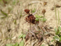 Luzula capitata