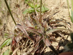 Luzula capitata