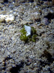 Pseudobiceros flowersi