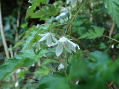 Rubus palmatus coptophyllus