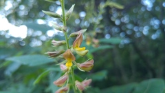 Rhynchosia longeracemosa