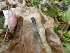 Orthetrum