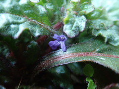 Ajuga decumbens