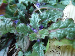 Ajuga decumbens