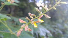 Rhynchosia longeracemosa