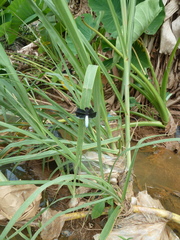 Palpopleura lucia