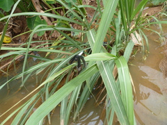 Palpopleura lucia