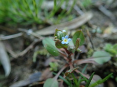 Trigonotis peduncularis