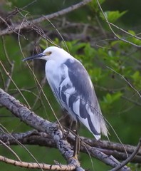 Egretta caerulea × thula