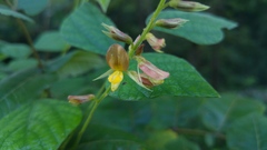 Rhynchosia longeracemosa