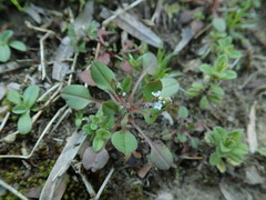 Trigonotis peduncularis