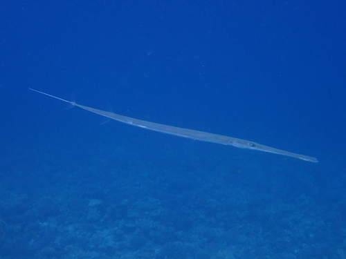 Fistularia commersonii