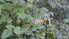Rhynchosia longeracemosa