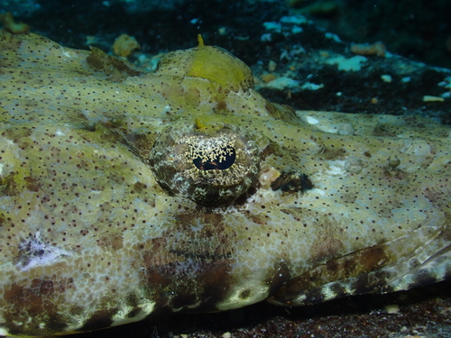 Papilloculiceps longiceps