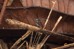 Dolichoderus rugosus