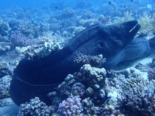 Giant Moray — seen at this dive site