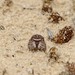 Attulus saltator - Photo (c) Julien Piolain, some rights reserved (CC BY-NC), uploaded by Julien Piolain