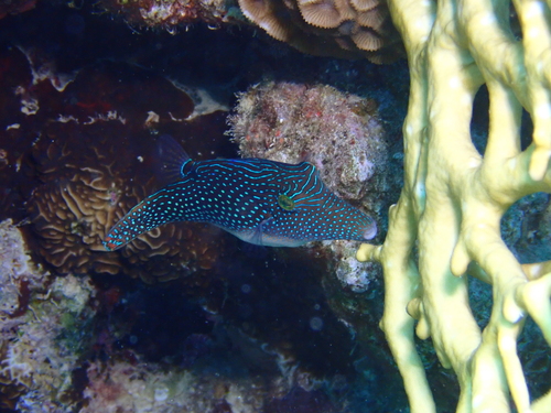 Pearl Toby — seen at this dive site