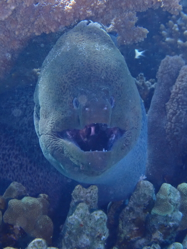 Gymnothorax javanicus