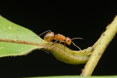 Camponotus latangulus