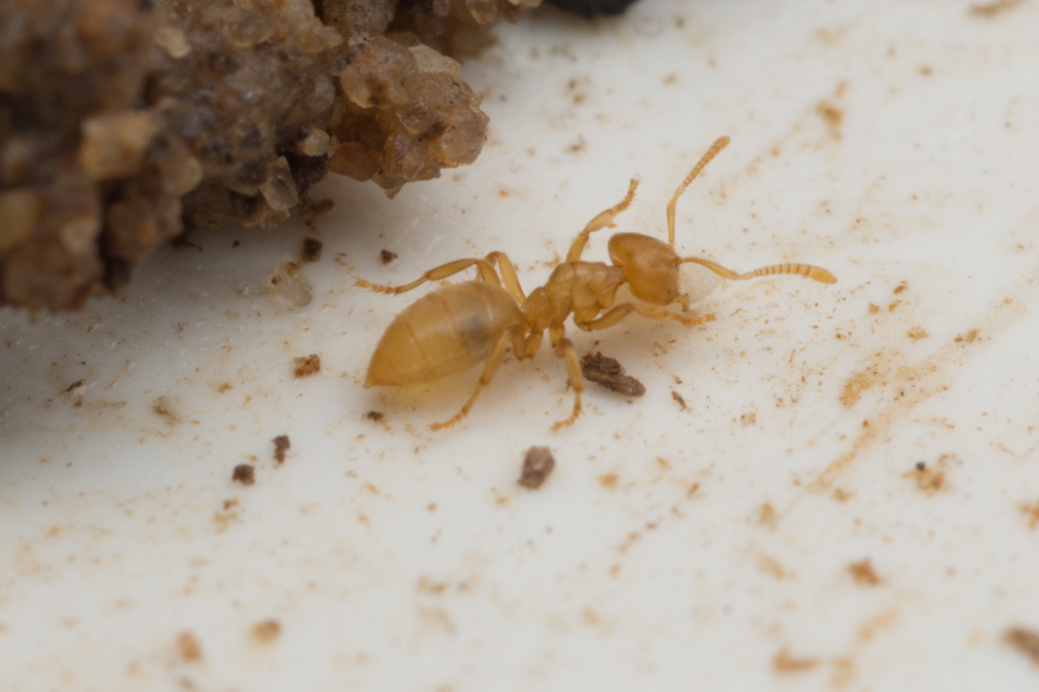 Acropyga donisthorpei