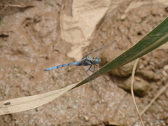 Orthetrum