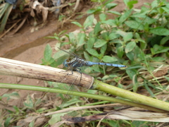 Orthetrum