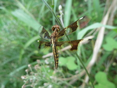 Palpopleura