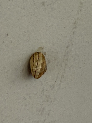 Cornu aspersum