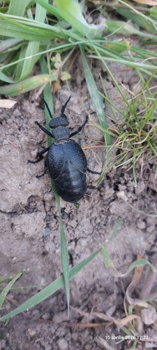 Meloe cicatricosus