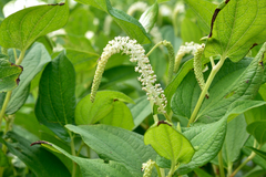 Saururus chinensis