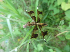Palpopleura