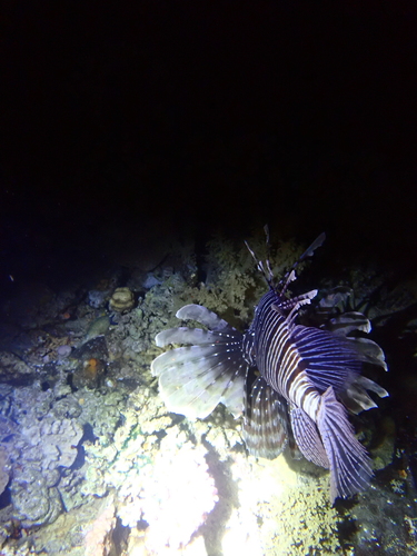Pterois miles