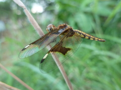 Palpopleura