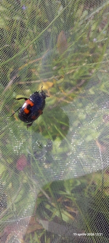 Hister quadrimaculatus