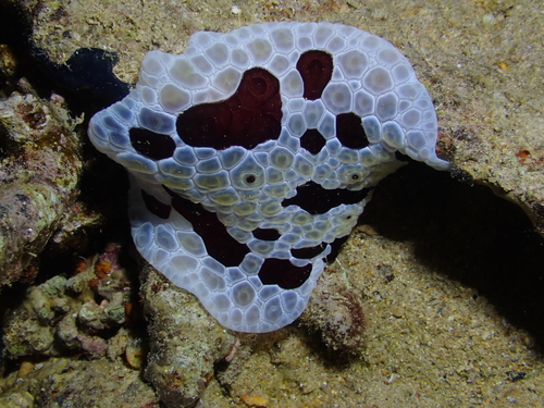 Pleurobranchus grandis