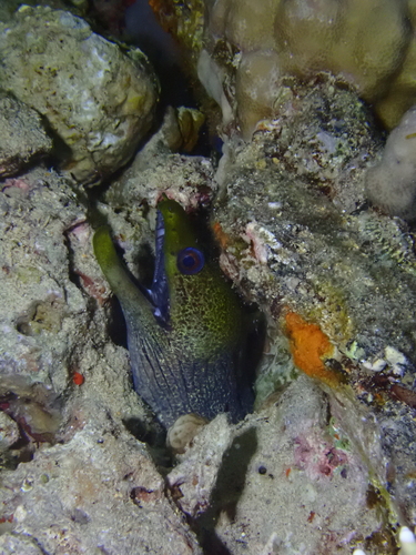 Gymnothorax undulatus