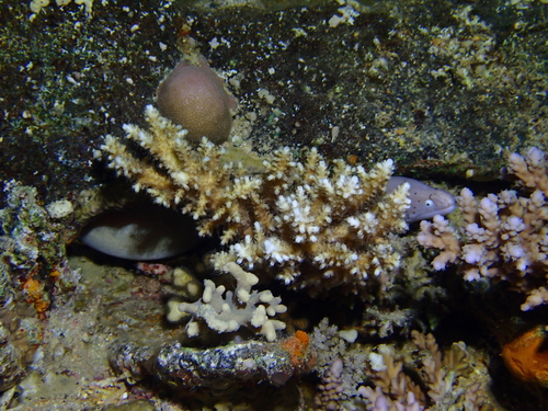 Gymnothorax griseus