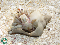 Coenobita scaevola image
