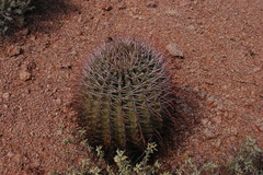 Ferocactus emoryi emoryi
