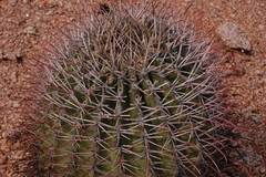 Ferocactus emoryi emoryi