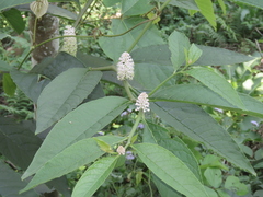 Phytolacca japonica