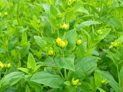 Hypericum ascyron