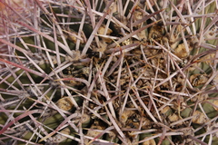 Ferocactus emoryi emoryi